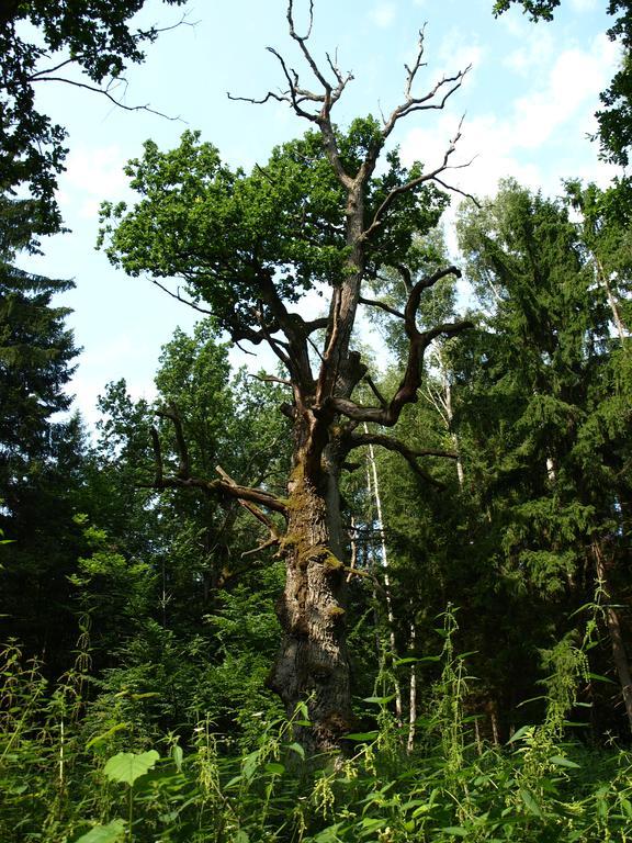 Kwiatowa Zagroda Białowieża Εξωτερικό φωτογραφία