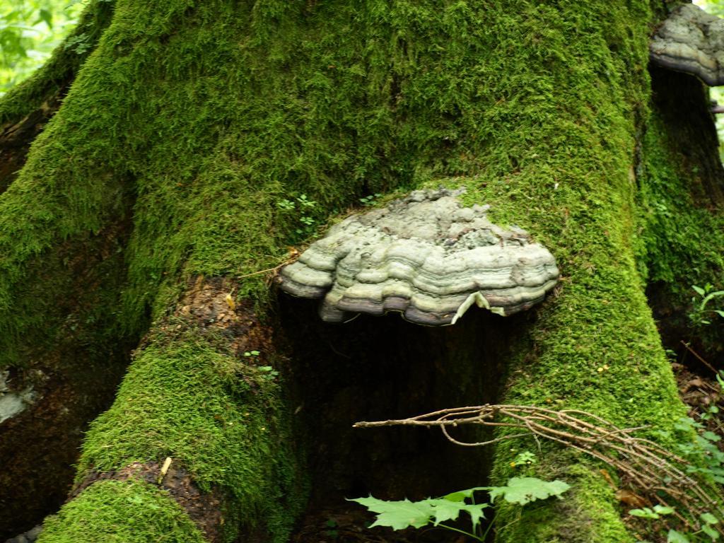 Kwiatowa Zagroda Białowieża Εξωτερικό φωτογραφία